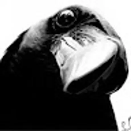 Observable profile picture for @alderman