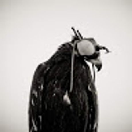 Observable profile picture for @wick