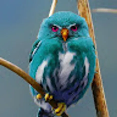 Observable profile picture for @sajin