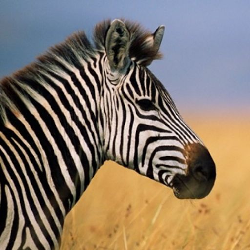 Observable profile picture for @qb