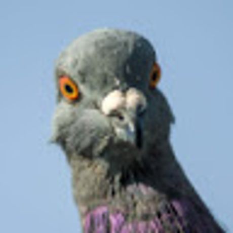 Observable profile picture for @pigeon