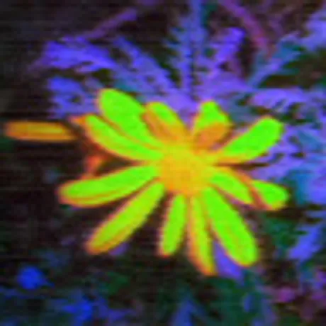 Elizabeth Bloom | Observable