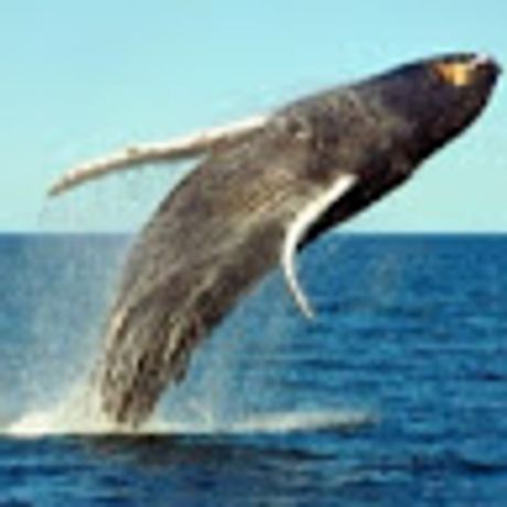 Observable profile picture for @whale