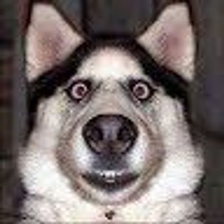Observable profile picture for @md