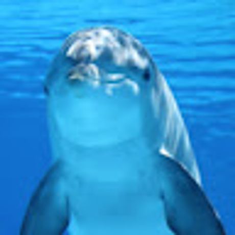 Observable profile picture for @dolphin