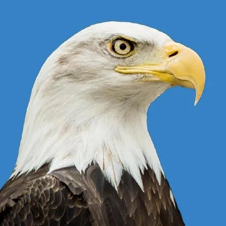 Observable profile picture for @vegas
