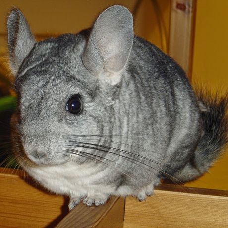 Observable profile picture for @fede