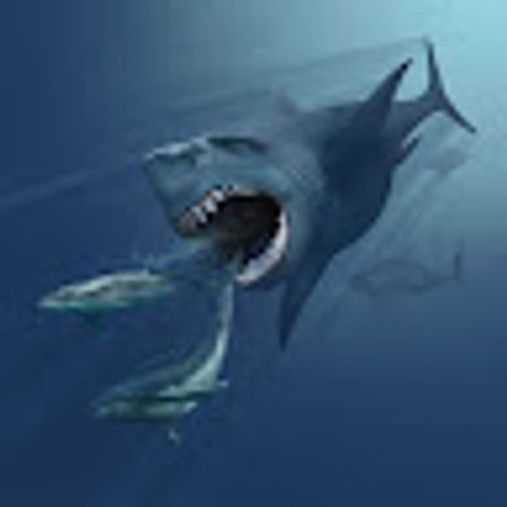 Observable profile picture for @shark