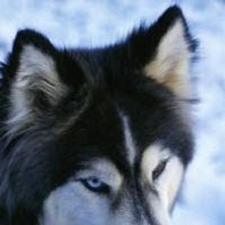Observable profile picture for @nakamoto
