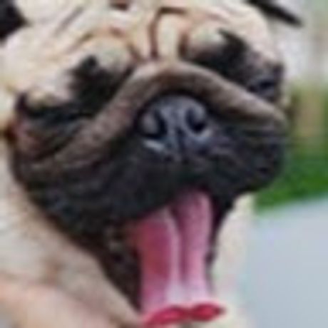 Observable profile picture for @pug