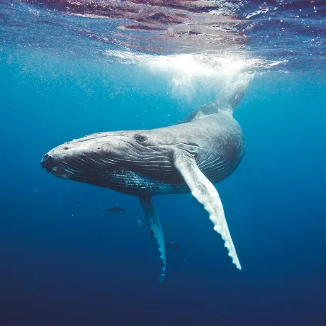 Observable profile picture for @whales