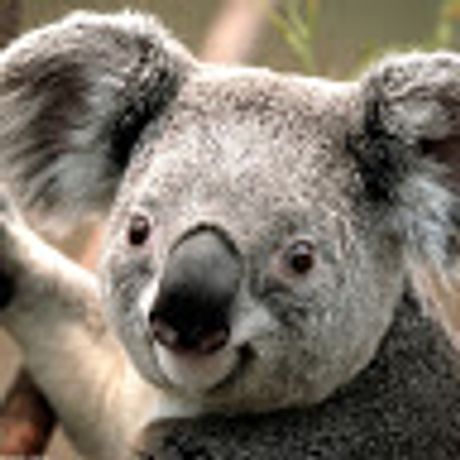Observable profile picture for @lexa