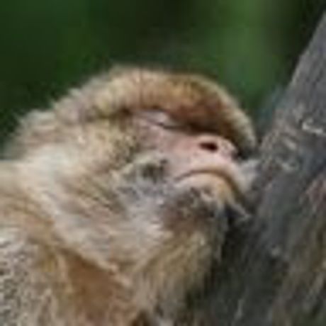 Observable profile picture for @msn
