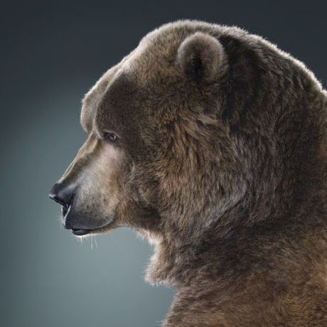 Observable profile picture for @mainframe